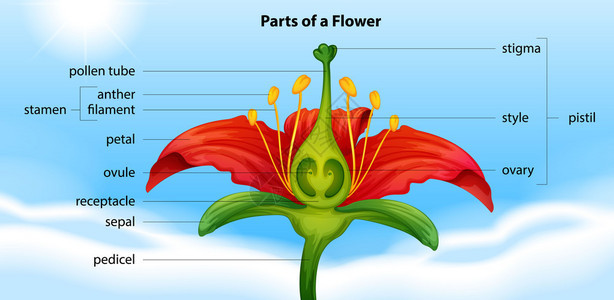 显示花的解剖结构的插图图片