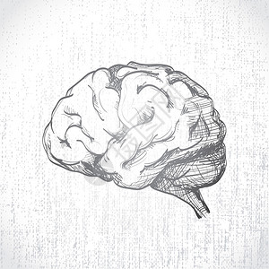孤立的人脑素描插图图片