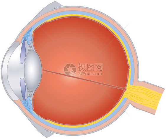 具有所重要组成部分的感觉器官的横截面图片