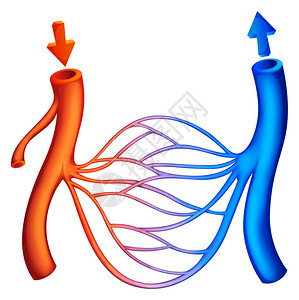 显示血液循环的插图图片