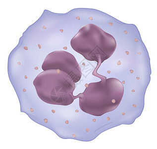 显示白细胞的插图图片