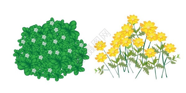 园林装饰用园林树符号或等距树木和植物茉莉花植物和波斯图片