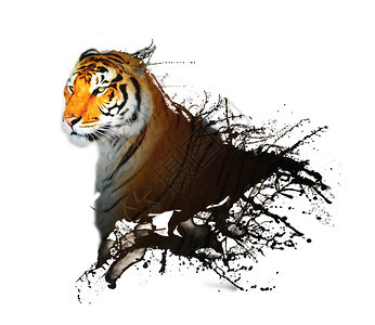 素描效果的老虎照片背景图片