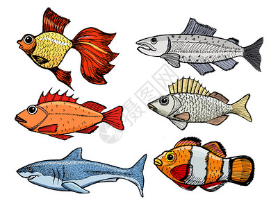 各种鱼的素描插图集图片