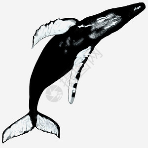 座头鲸是一种呼吸空气的海洋哺乳动物是白图片