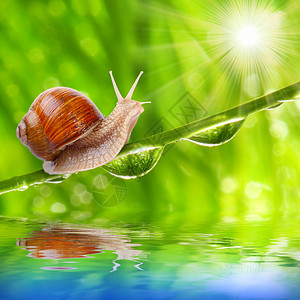 滑稽的一张照片快速蜗牛图片