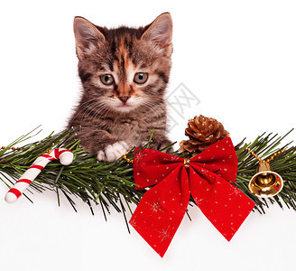 白色背景空板的可爱圣诞小猫肖像图片
