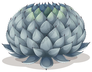 白色背景上的龙舌兰parryi插图图片
