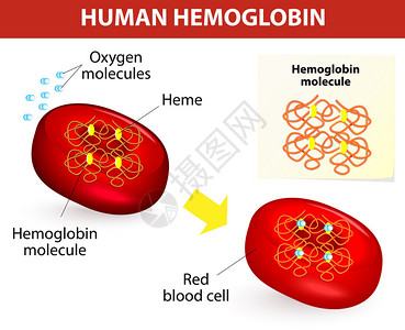 人血红蛋白分子的结构矢量图血红蛋白是红细胞中携图片
