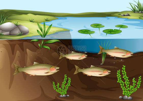 关于池塘下生态系图片
