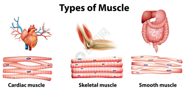 白色背景的肌肉类型的示意图片