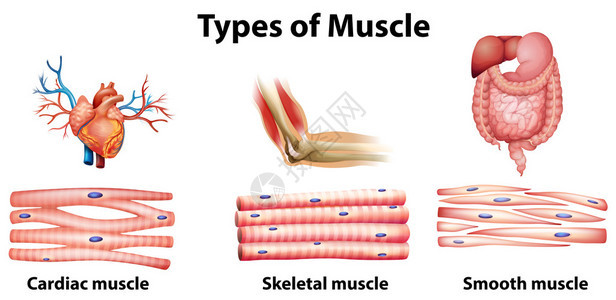 白色背景的肌肉类型的示意图片
