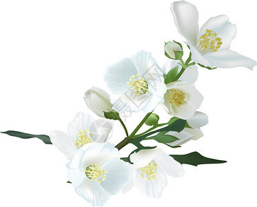插图与孤立的白色背景上的茉莉花枝图片