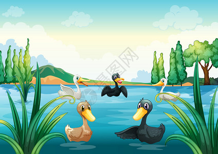 一群水鸟在池塘里的插图图片