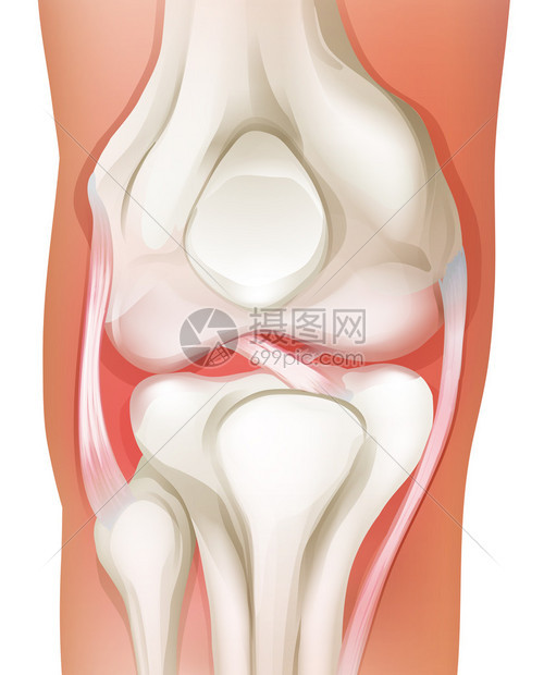 白色背景下人类膝关节的插图图片