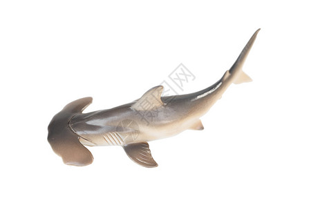 白底隔离的塑料锤头鲨鱼玩具在白色图片