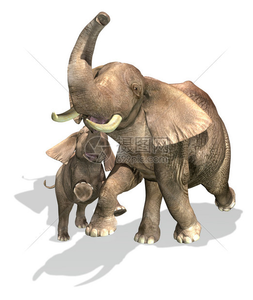 大象母子和大象身处白色背图片