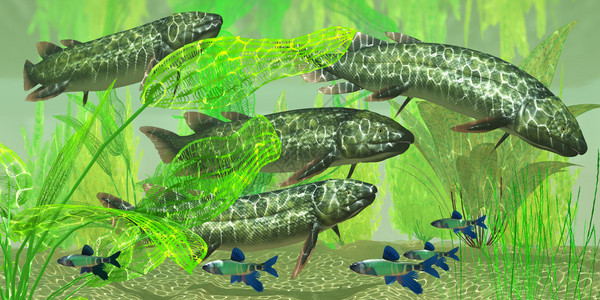 Dipterus是澳洲和欧洲德文时期灭绝的淡水肺鱼Dip图片