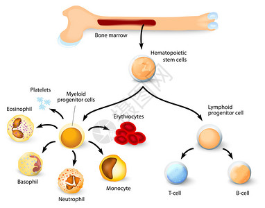 血细胞的形成与红骨髓中血型干细胞的区别不同背景图片