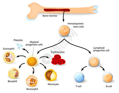 血细胞的形成与红骨髓中血型干细胞的区别不同背景图片