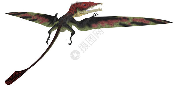 Eudiformodon是生活在三亚西克时期的巨龙图片