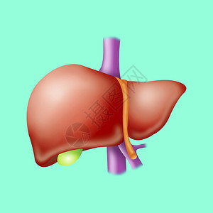 人类肝脏的插图图片