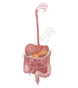 消化系统的插图背景图片