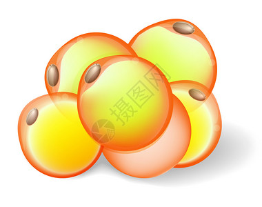白脂肪组织中的脂肪细胞二子图片