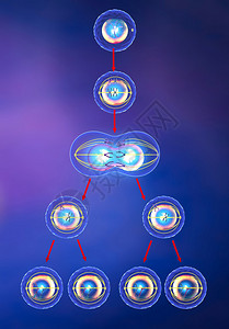 有丝分裂和减数分裂的插图图片