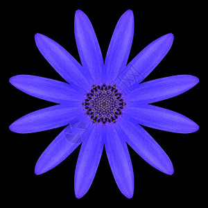 BlueMandalaOsteospermumDaisyFlowerKaleidoscopic设计图片