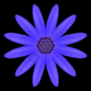 BlueMandalaOsteospermumDaisyFlowerKaleidoscopic设计背景图片