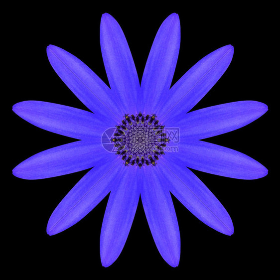 BlueMandalaOsteospermumDaisyFlowerKaleidoscopic设计图片