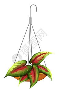 白色背景上悬挂植物的插图图片