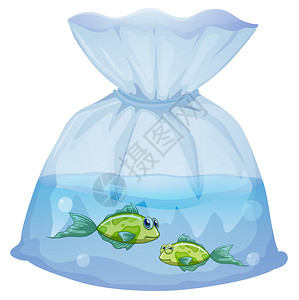 说明塑料袋内白色背景的绿色鱼的情况图片
