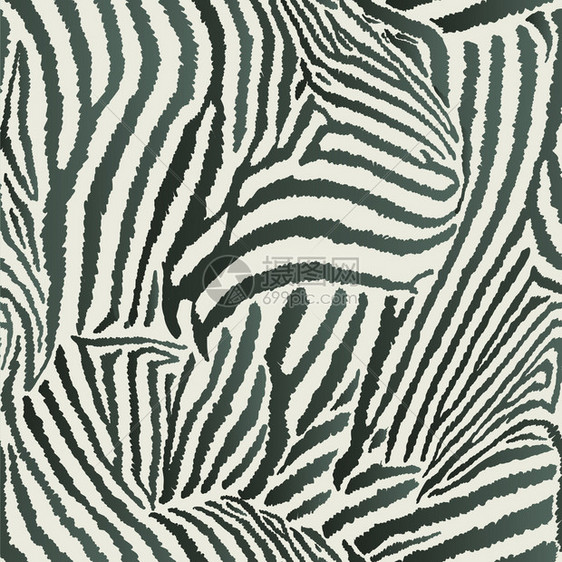 动物Zebra无斑骨无缝非异图片
