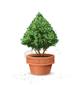 Pots松树设计背背景图片