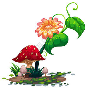 白色背景植物和蘑菇的开花植图片