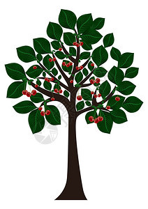 绿叶和樱桃分离树的插图图片