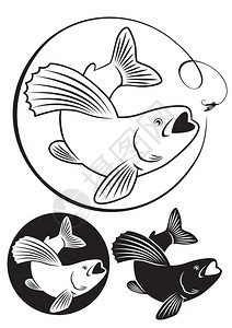 白底鱼的插图图片
