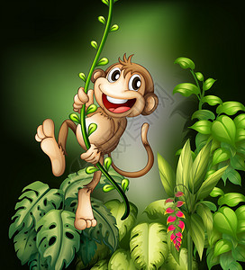 猴子挂在藤上的插图图片