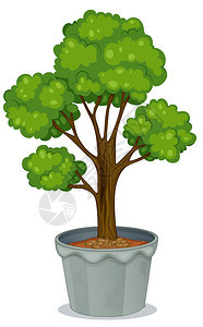 盆栽植物的插图图片
