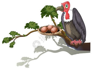 秃鹫守蛋的插图图片