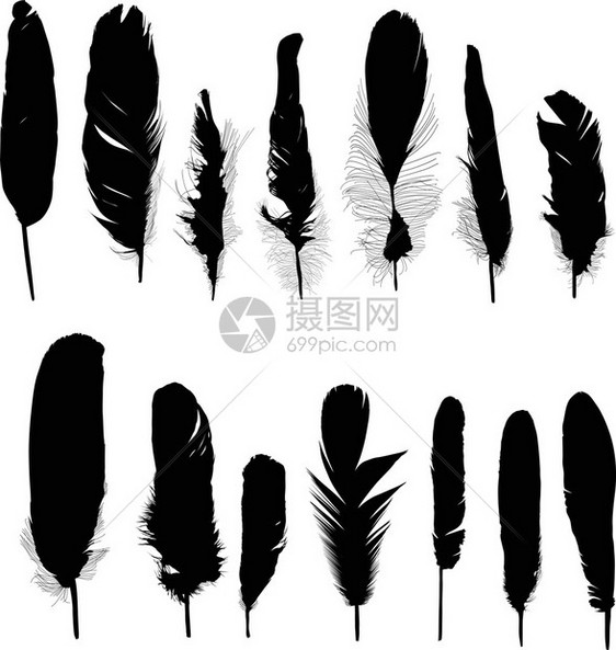 白色背景上有五根黑色羽毛的插图图片
