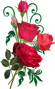 插图与孤立的白色背景上的玫瑰花图片