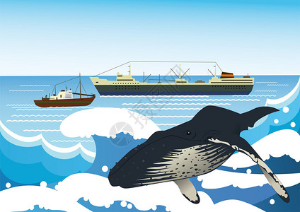 海浪和捕鲸者背景上的灰鲸图片