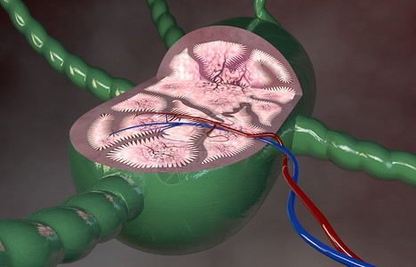 深色背景的淋巴结节图片