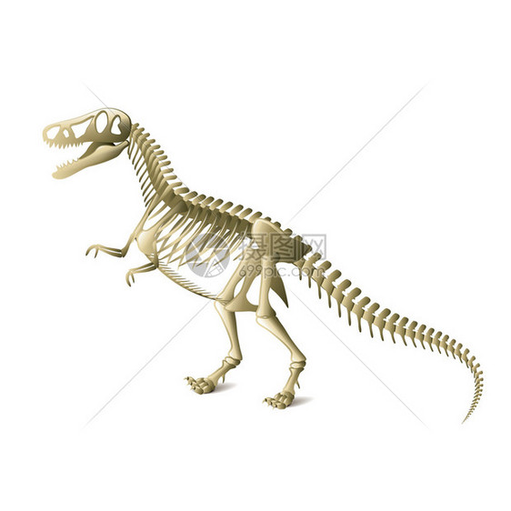 在白色真实感矢量图上孤立的恐龙骨架图片