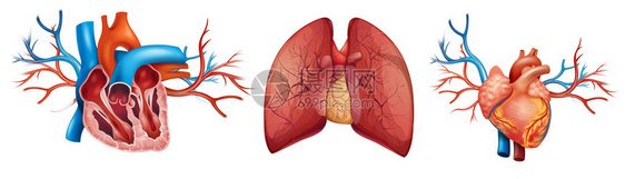 在白色背景上的人类心脏图片