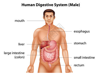 人体消化系统图片