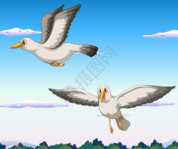 两只海鸥在天上飞图片